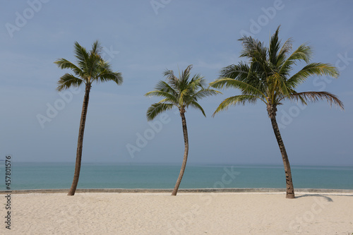 3 coconut trees with natural scenery background 