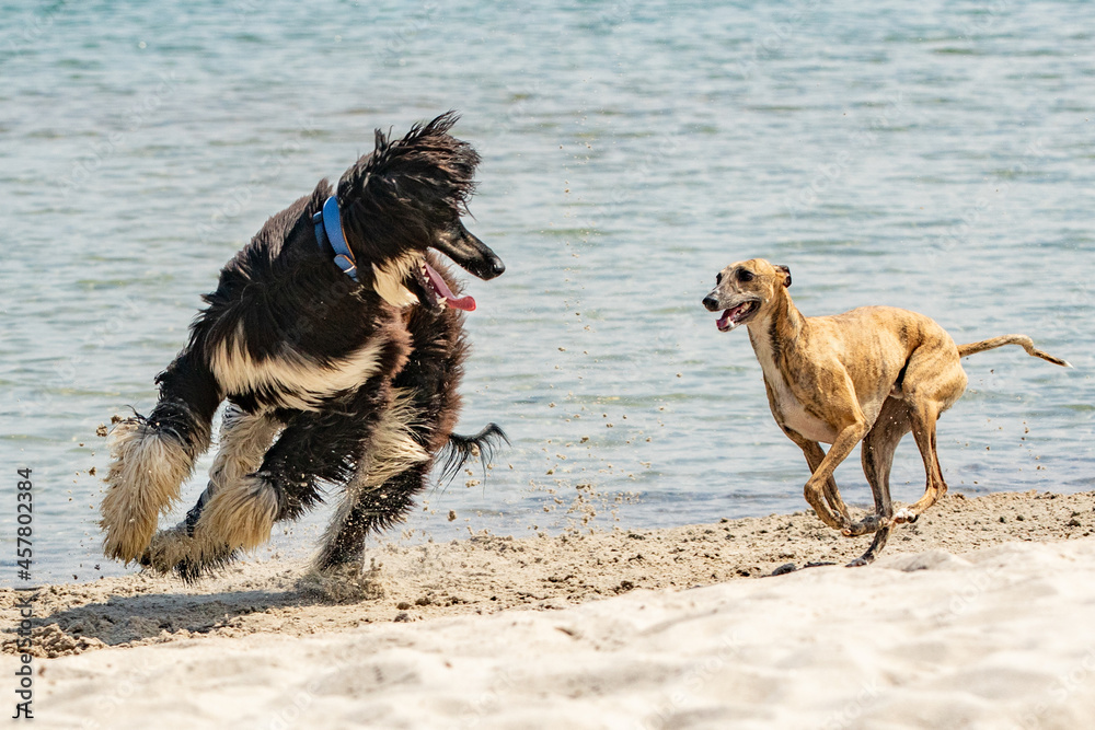 Naklejka premium Hunde am Strand