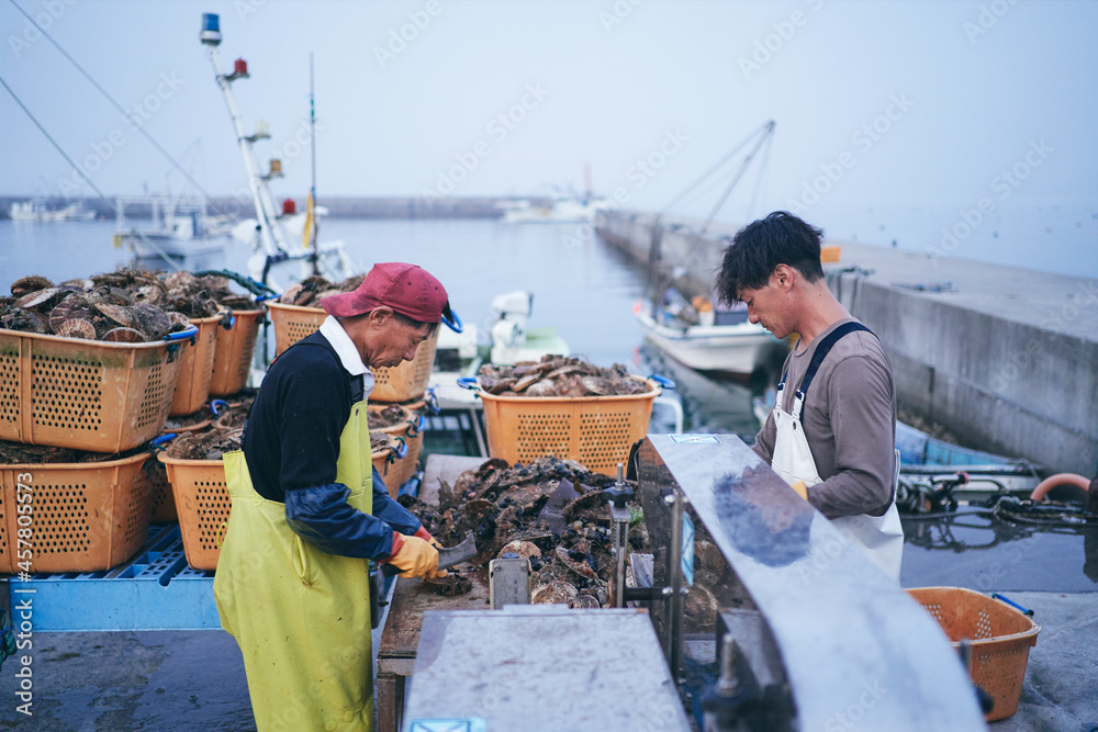 水揚げした帆立貝を洗浄選別する漁師 水揚げした帆立貝を洗浄選別する漁師