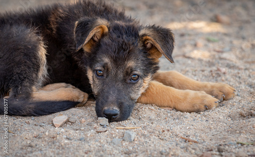 Puppy dog resting. 