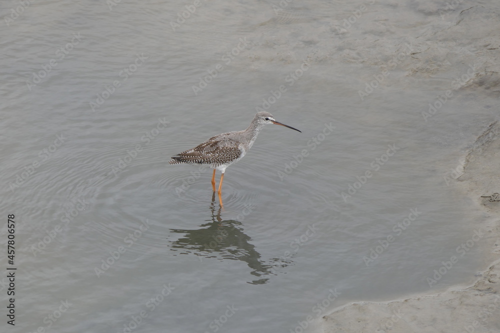 Dunkler Wasserläufer Dunkler Wasserläufer