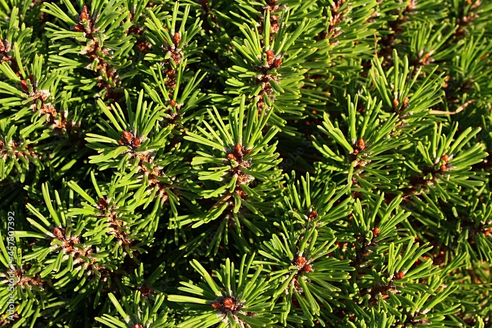 Dense coniferous foliage of miniature cultivar of Creeping Pine tree, latin name Pinus Mugo Turra - Hnizdo (nest) in autumn afternoon sunshine. 