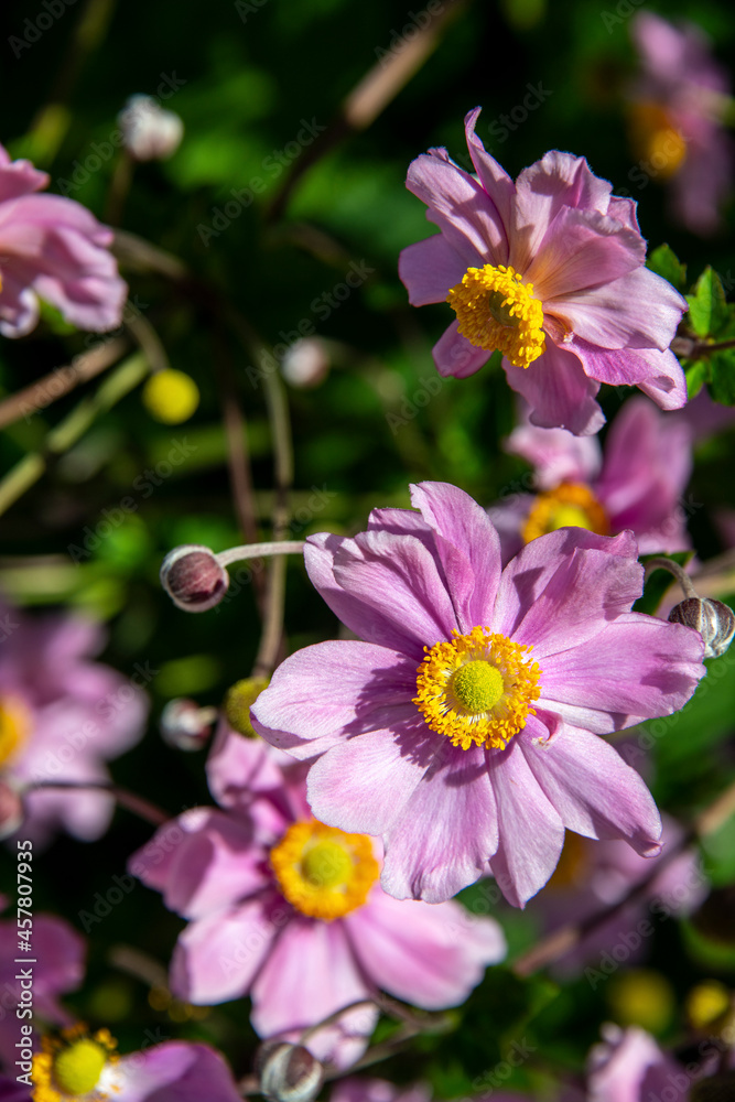 Near view of wild pink flowers Near view of wild pink flowers