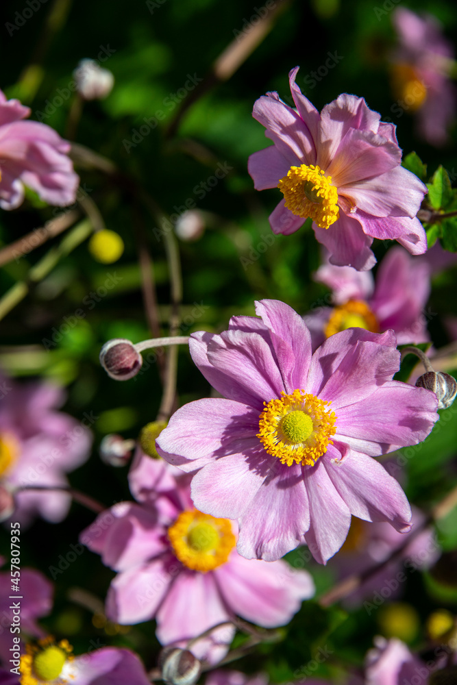 Near view of wild pink flowers