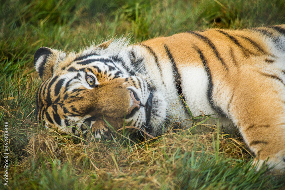 Fototapeta premium Tiger laying in grass