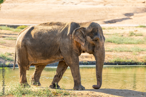 Indian or asian elephant, Elephas maximus indicus, beside a pond in a zoo
