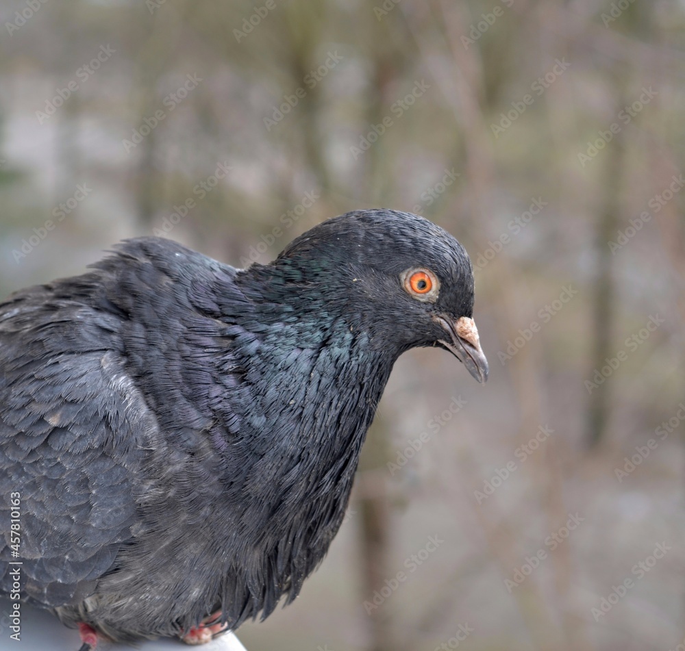 close up of a pigeon close up of a pigeon