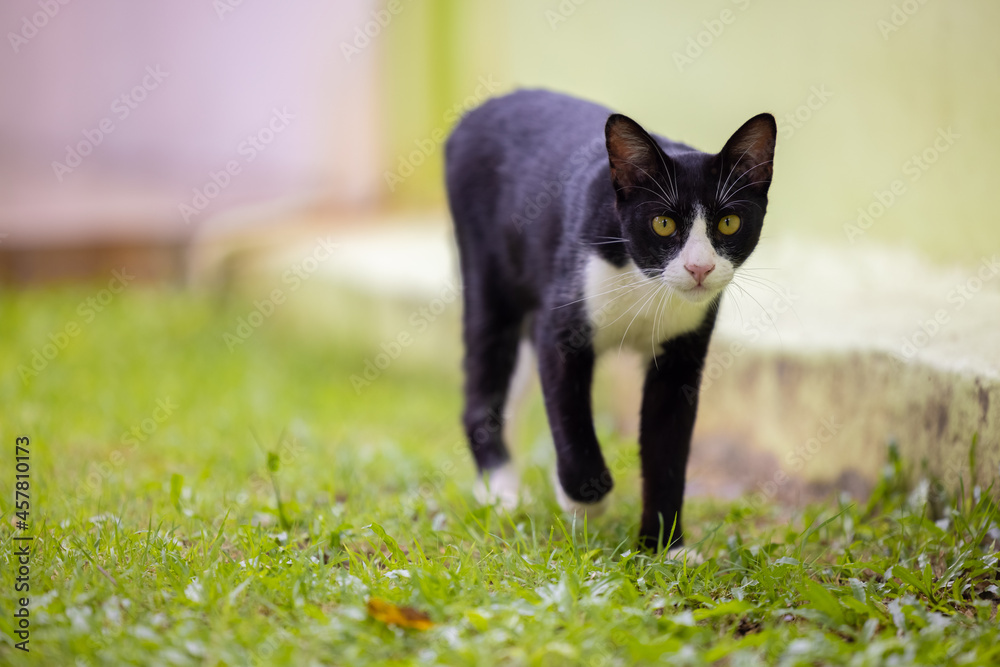 Black short hair cat walking on grass Black short hair cat walking on grass