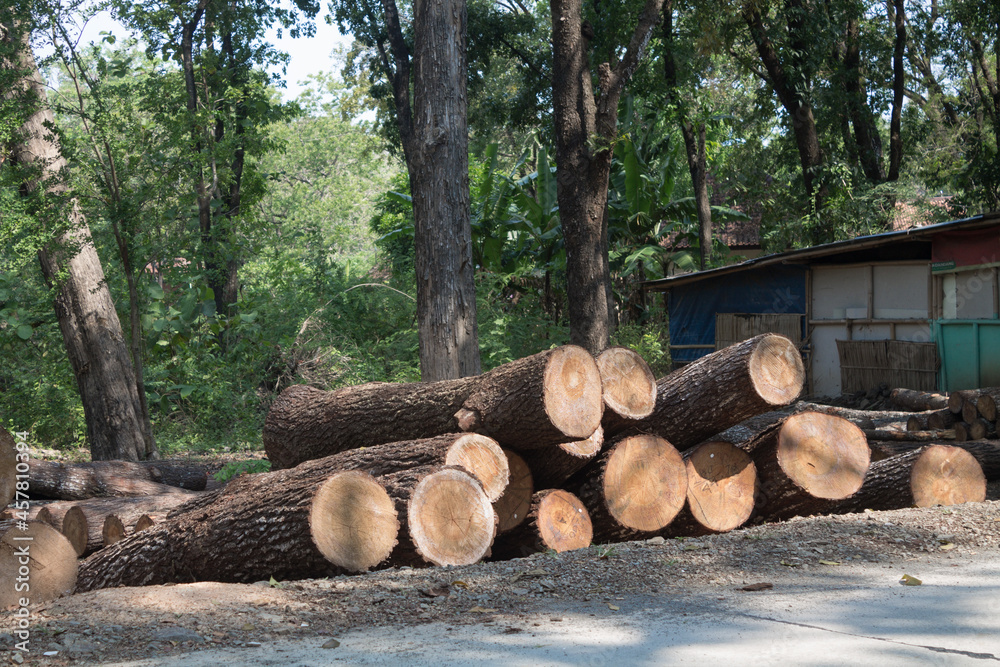 pile of pine log wood in side road