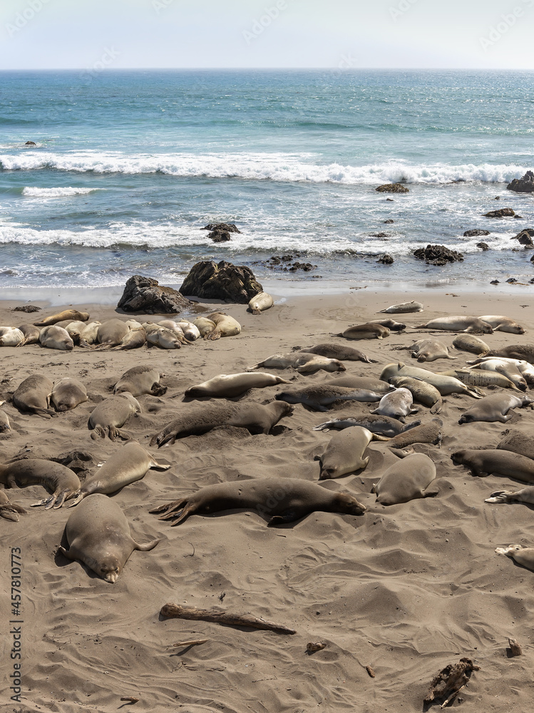 Females and juvenile elephant seals near San Simeon, California.