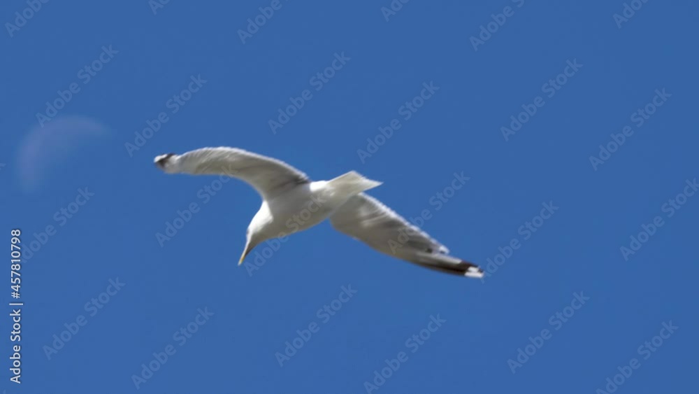 Seagull gliding in the air against blue sky. Seagull gliding in the air against blue sky.