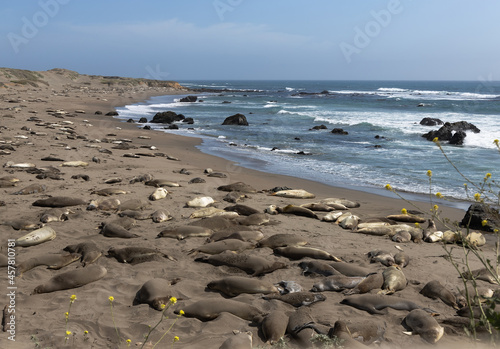 Females and juvenile elephant seals near San Simeon, California.