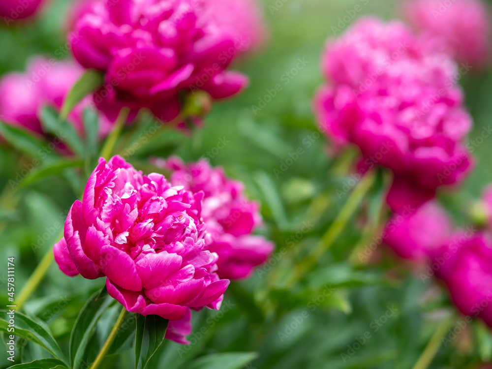 Pink peonies in the garden. Blooming pink peony. Closeup of beautiful pink Peonie flower. Natural floral background.