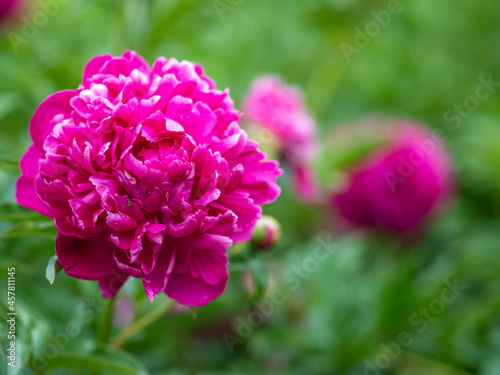 Fototapeta Naklejka Na Ścianę i Meble -  Pink peonies in the garden. Blooming pink peony. Closeup of beautiful pink Peonie flower. Natural floral background.