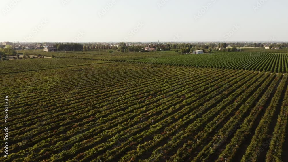 Coltivazioni di uva per aceto balsamico 