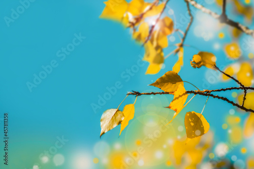 Beautiful autumn background of yellow leaves on birch branches artistic bokeh effects and glare of white and yellow spots from sunlight