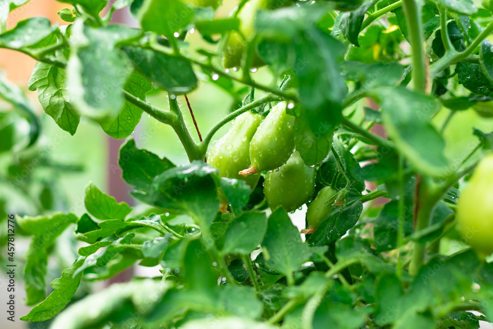 Green unripe tomatoes after watering in a greenhouse on a hot summer day. Selective focus. Close-up Green unripe tomatoes after watering in a greenhouse on a hot summer day. Selective focus. Close-up