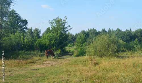 Krowa pasąca się na polanie © Jacek