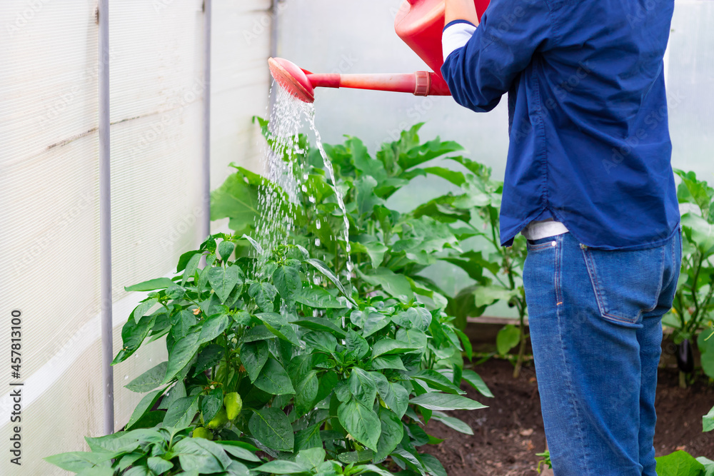 Fototapeta premium A woman in a blue shirt pours a watering can on the plants in a greenhouse on a hot summer day. Selective focus. Close-up