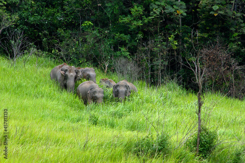 Elephants Asia © jaran