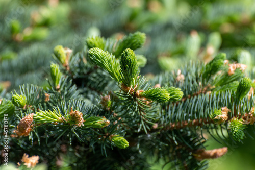 Spruce branch with young needles and young spruce cone
