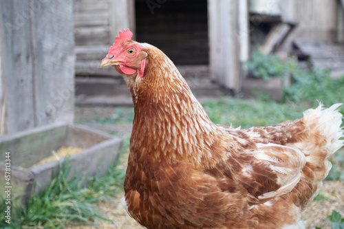 Brown chicken on the farm. Hens in a village yard.