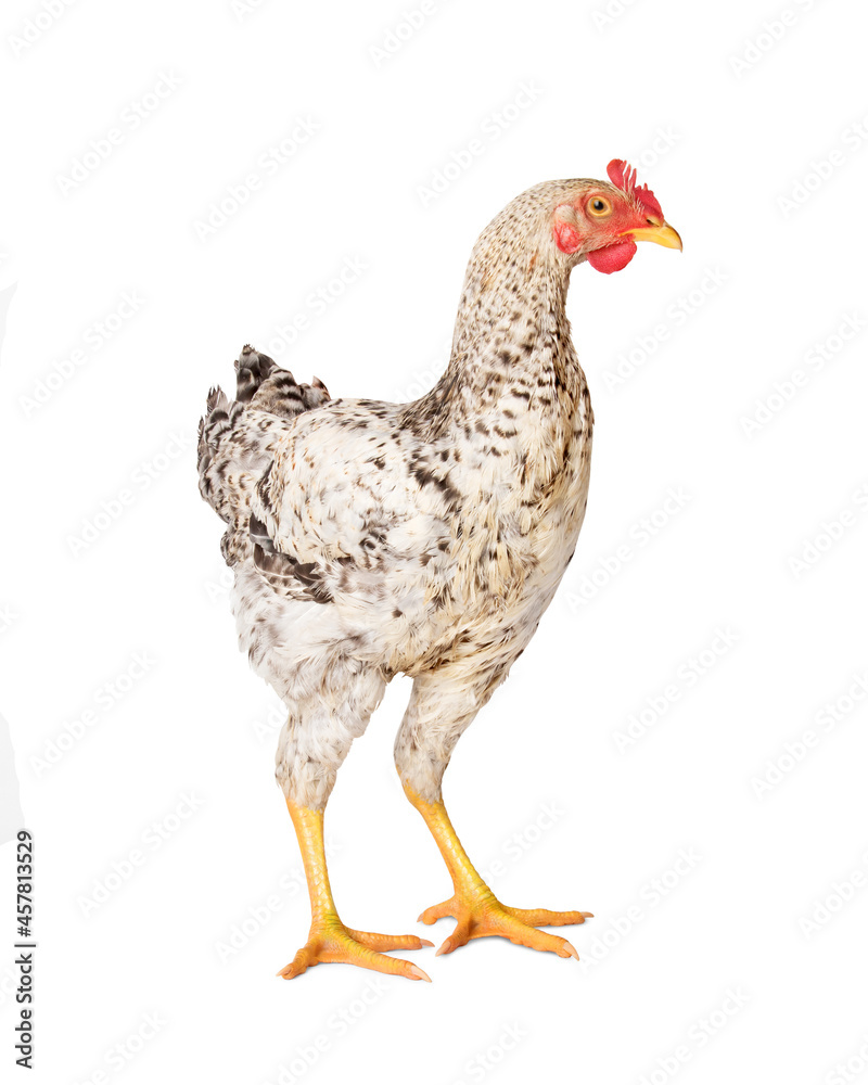 Young rooster on a white background Young rooster on a white background
