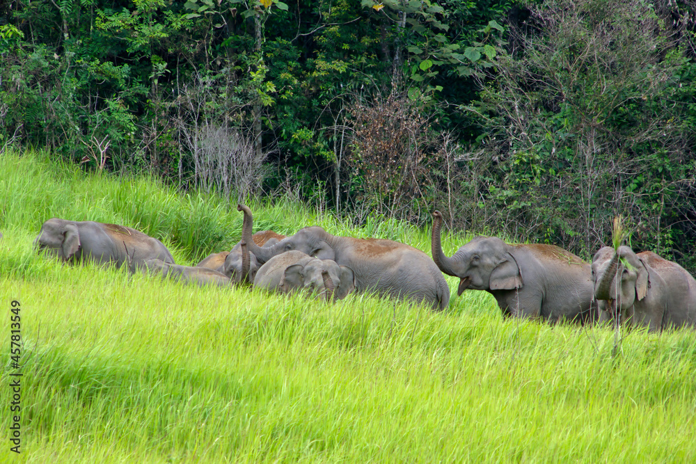 Fototapeta premium Elephants Asia