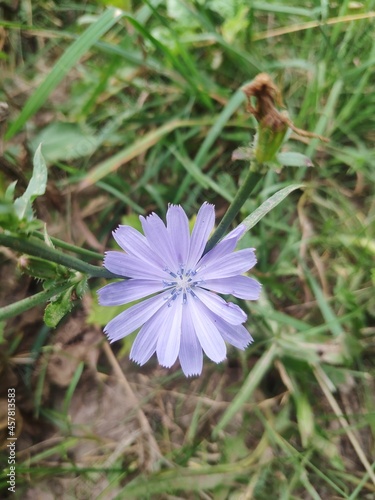 Blue Cichorium flower closeup. Asteraceae, daisy family. wild chicory flower