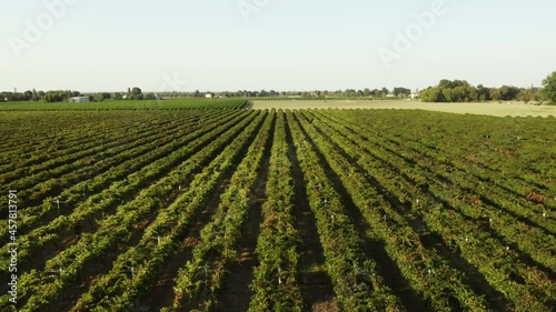 Coltivazioni di uva per aceto balsamico  photo