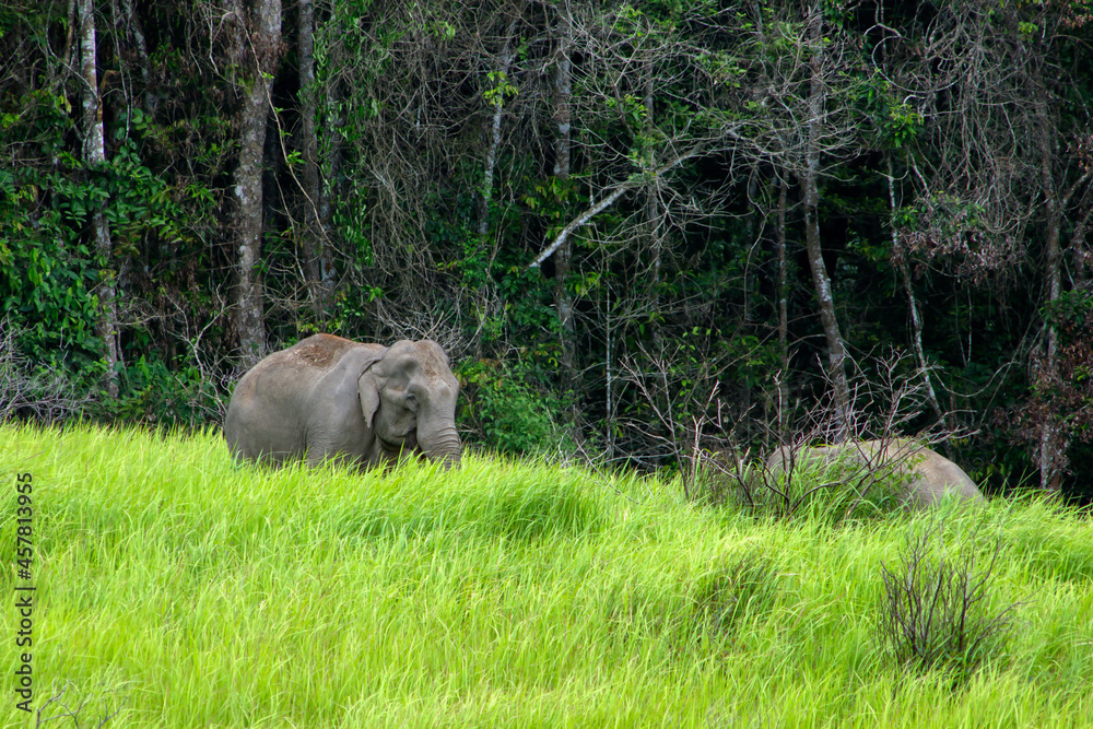 Fototapeta premium Elephants Asia