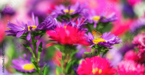 butterfly  on colorful garden flowers 