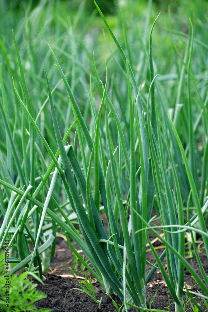 Young green onions grow in a garden bed Young green onions grow in a garden bed