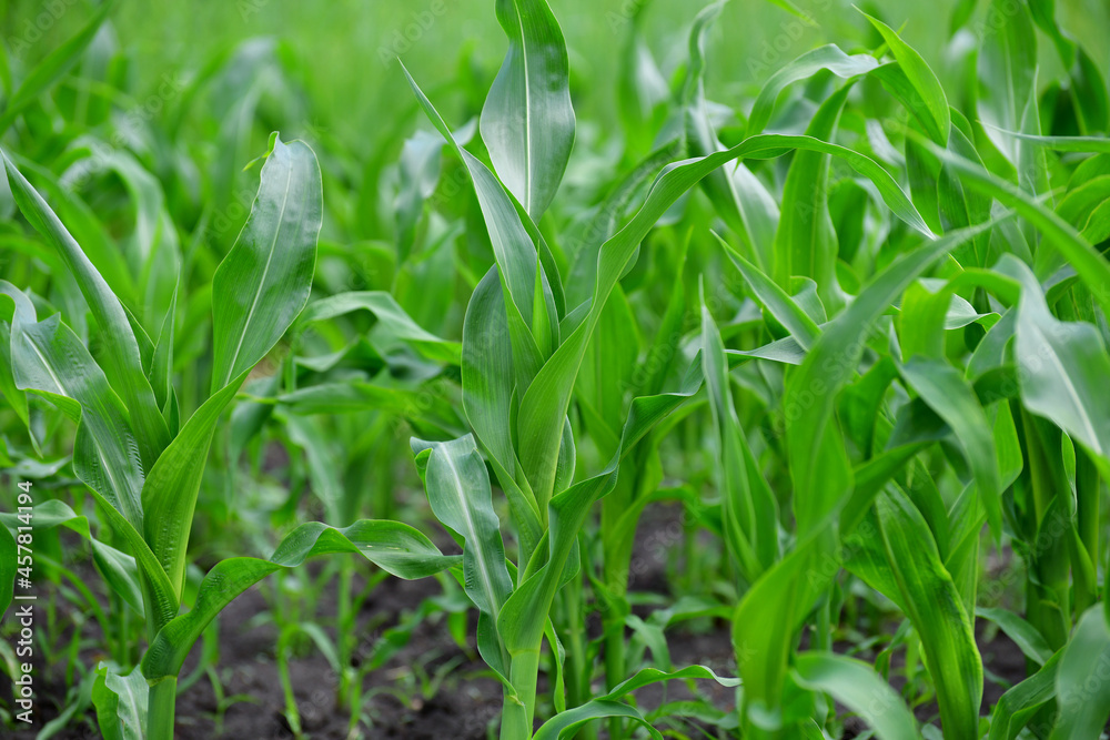 Obraz premium Young corn leaves grow in a garden bed