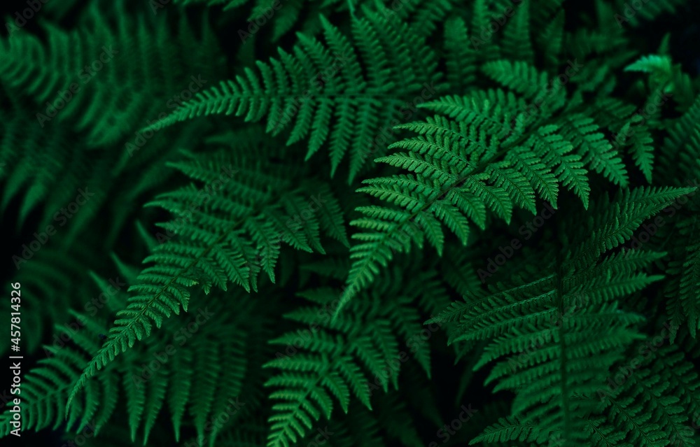 Perfect natural fern leaves in a dark and moody feel. Horizontal background pattern, great for decorations.