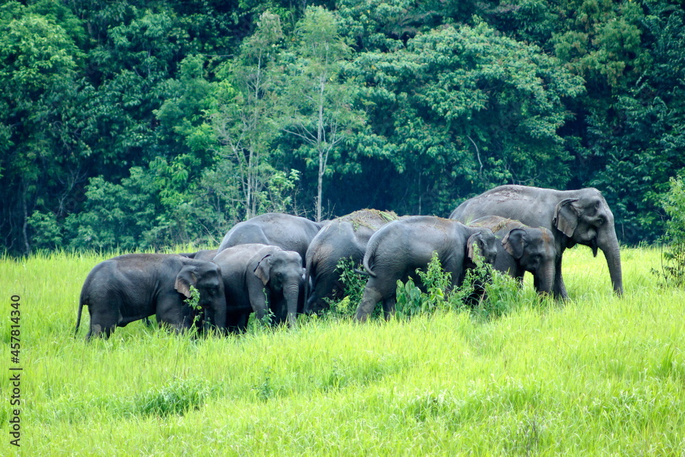 Elephants Asia