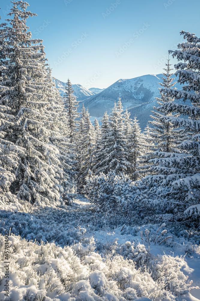 Wonderful winter in Western Tatras, Poland. Tall spruce trees covered with snow, clear blue sky, cold weather and bright sunny morning. Selective focus on the forest, blurred background. Wonderful winter in Western Tatras, Poland. Tall spruce trees covered with snow, clear blue sky, cold weather and bright sunny morning. Selective focus on the forest, blurred background.