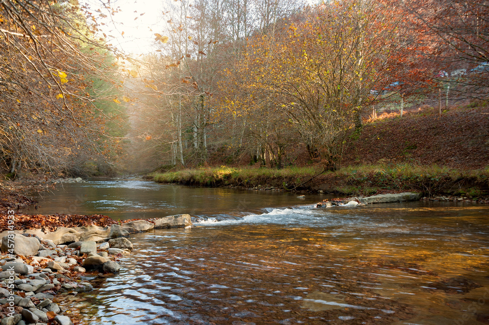 Fototapeta premium sunset in the forest autumn