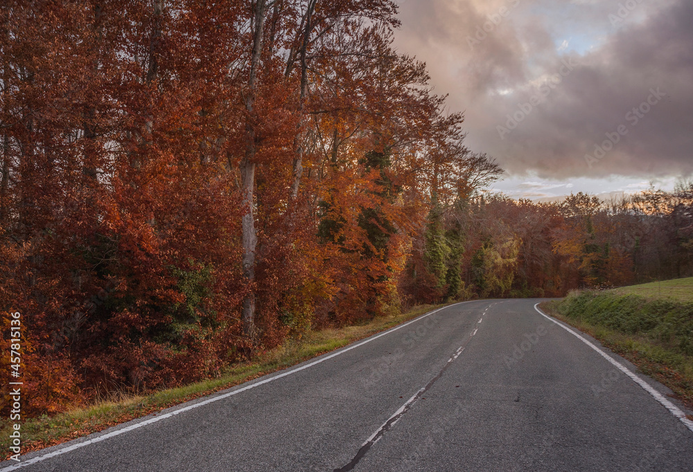 autumn in the forest and the road