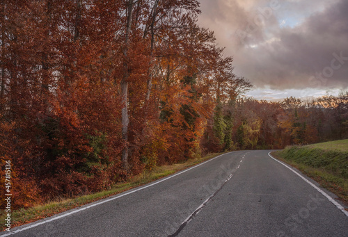 autumn in the forest and the road