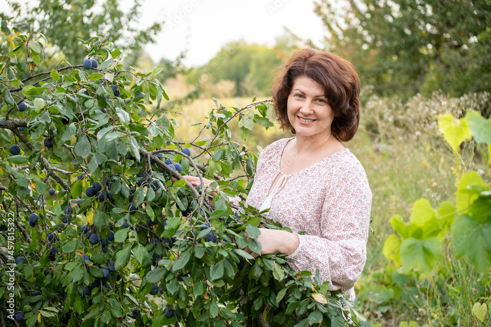 The woman in plum garden harvests the harvest The woman in plum garden harvests the harvest
