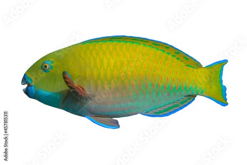 Tropical coral fish Yellow parrotfish  isolated on white background