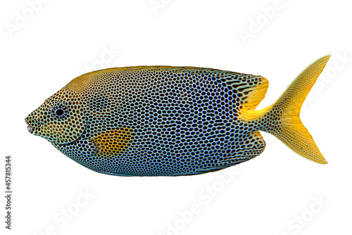Tropical coral fish Stellate rabbitfish  isolated on white background photo