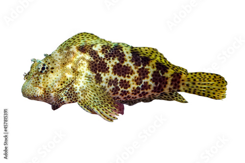 Tropical coral fish Stocky hawkfish isolated on white background