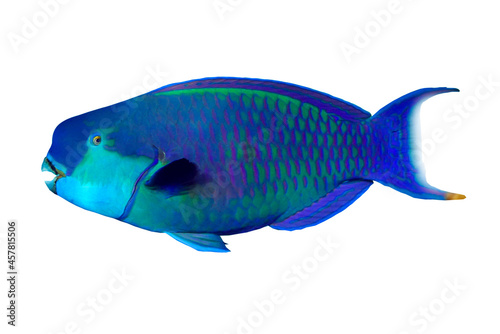 Tropical coral fish Red Sea Steephead Parrotfish isolated on white background