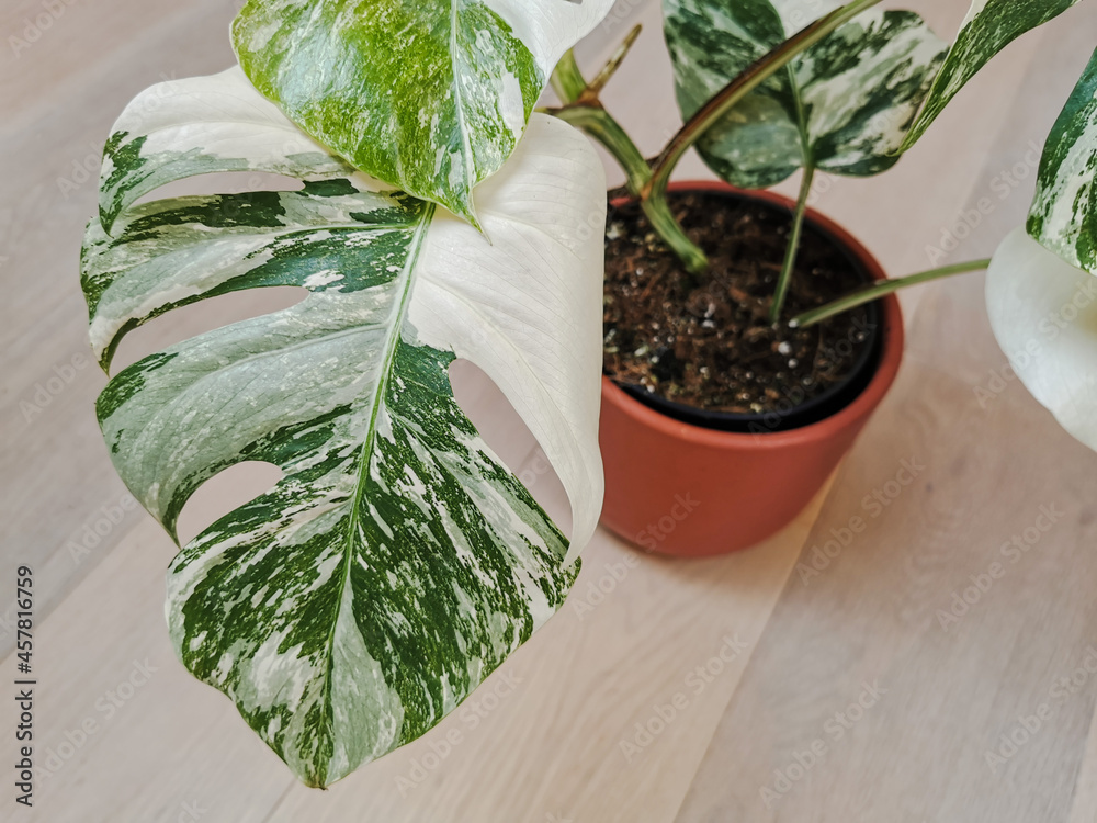 Monstera albo borsigiana or variegated monstera. Leaf closeup of a full plant in a planter on a wooden floor. - obrazy, fototapety, plakaty 