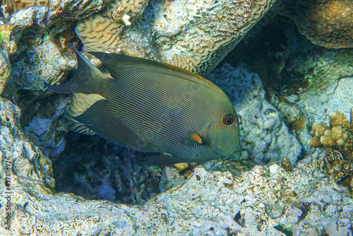 Striated surgeonfish Ctenochaetus striatus in Red sea ,Egypt photo