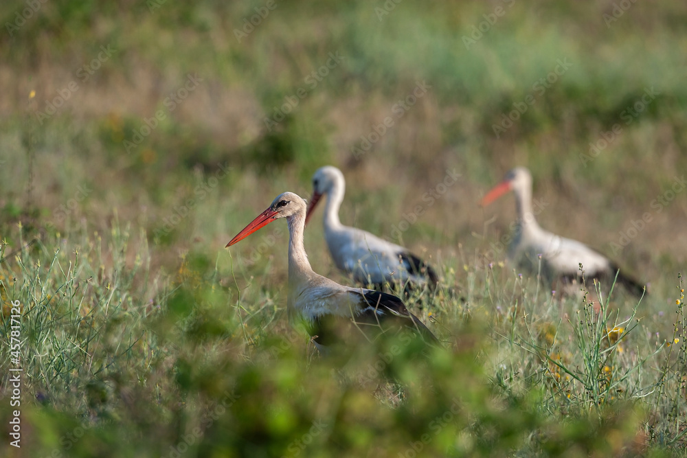 Fototapeta premium A group of white storks (Ciconia ciconia) walking in the meadow