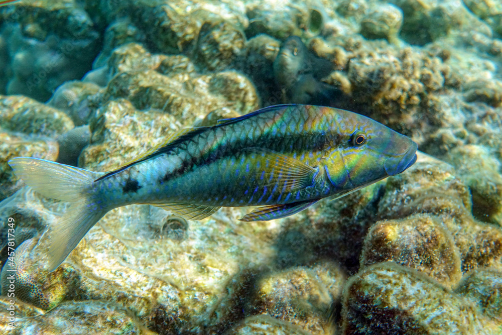 Longbarbel goatfish, Red sea fish Longbarbel goatfish, Red sea fish