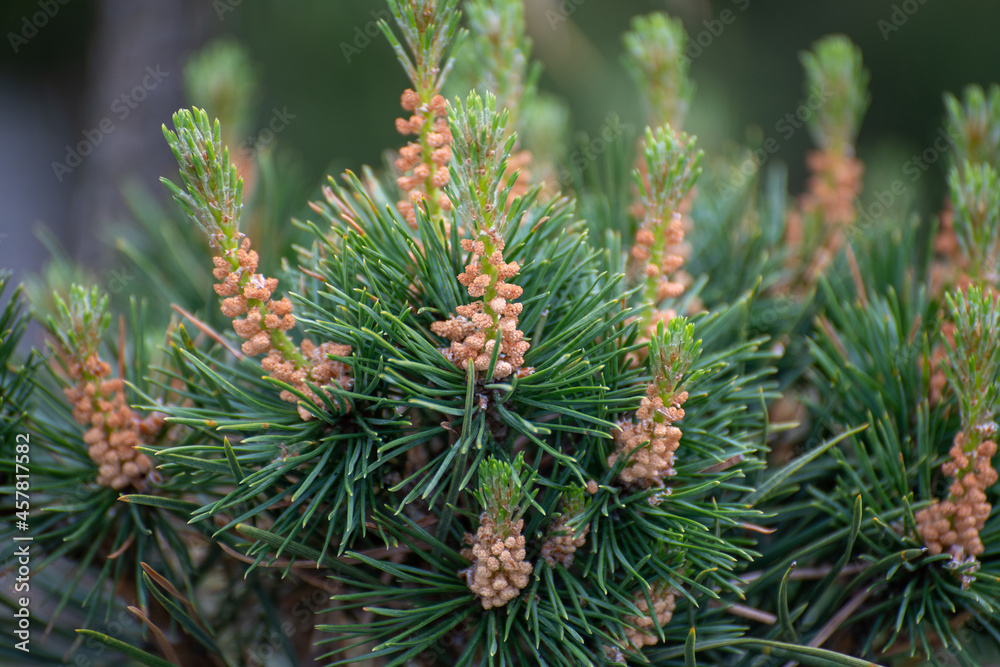Young twigs of dwarf pine in spring Young twigs of dwarf pine in spring